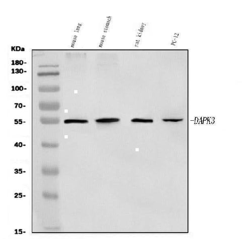 Anti-ZIP Kinase/Dapk3 Antibody Picoband® Boster Bio