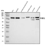 Anti-FXR1 Antibody Picoband® Boster Bio