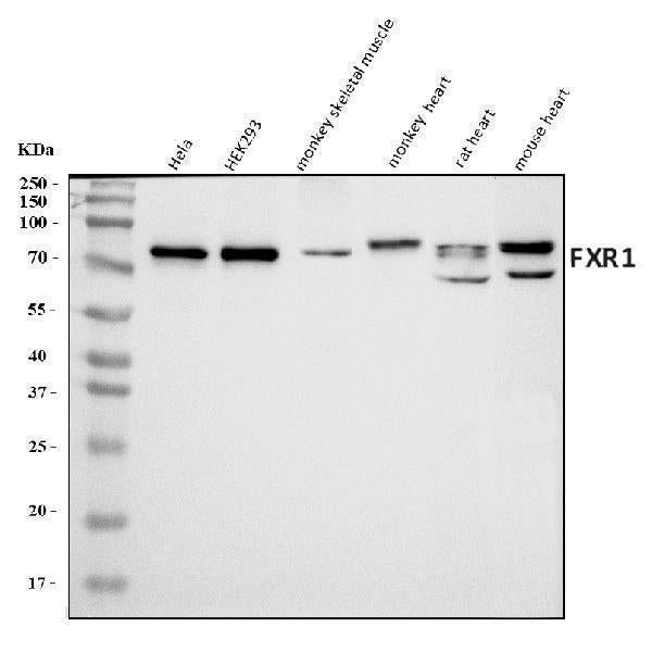 Anti-FXR1 Antibody Picoband® Boster Bio