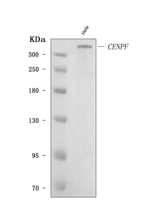 Anti-CENPF Antibody Picoband® Boster Bio