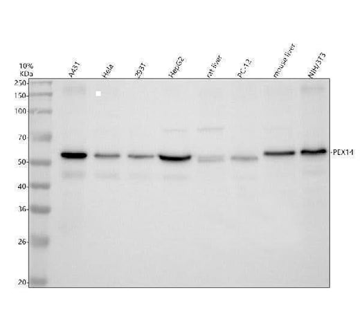 Anti-PEX14 Antibody Picoband® Boster Bio
