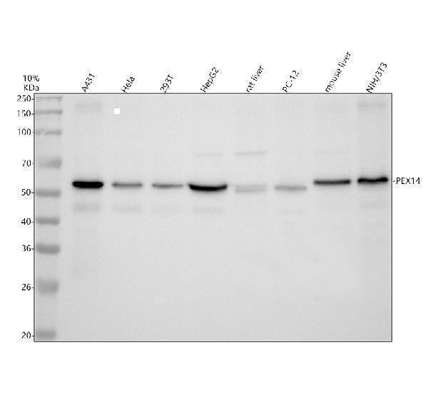 Anti-PEX14 Antibody Picoband® Boster Bio