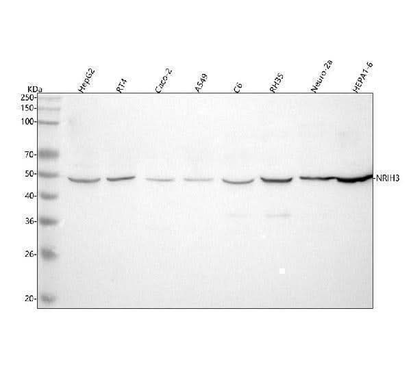Anti-NR1H3 Antibody Picoband® Boster Bio