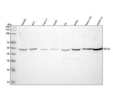 Anti-NR1H3 Antibody Picoband® Boster Bio