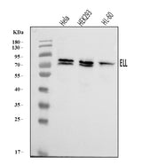 Anti-ELL Antibody Picoband® Boster Bio