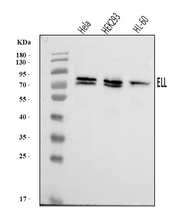 Anti-ELL Antibody Picoband® Boster Bio