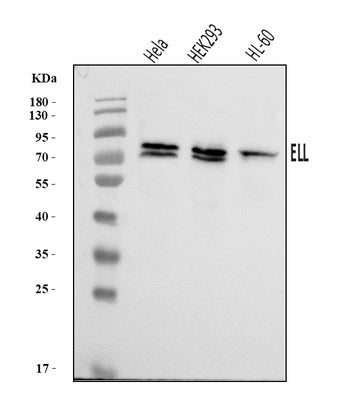 Anti-ELL Antibody Picoband® Boster Bio