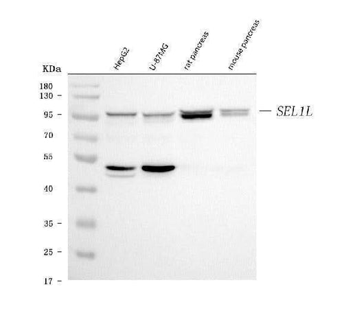 Anti-SEL1L Antibody Picoband® Boster Bio