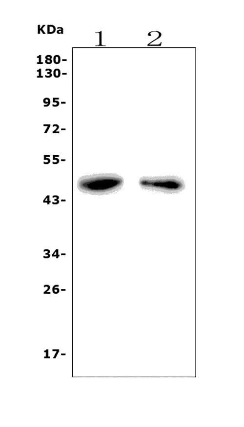 Anti-PAR1/Thrombin Receptor/F2r Antibody Picoband® Boster Bio
