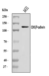 Anti-P cadherin/CDH3 Antibody Picoband® Boster Bio