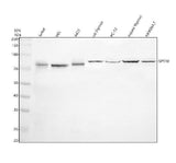Anti-SP110 Antibody Picoband® Boster Bio