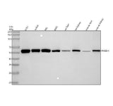 Anti-PHGDH Antibody Picoband® Boster Bio