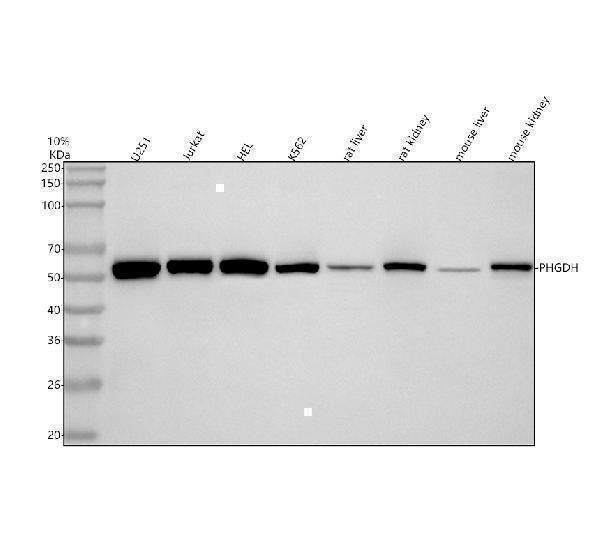 Anti-PHGDH Antibody Picoband® Boster Bio