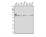 Anti-MNT Antibody Picoband® Boster Bio