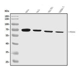 Anti-FOXN1 Antibody Picoband® Boster Bio