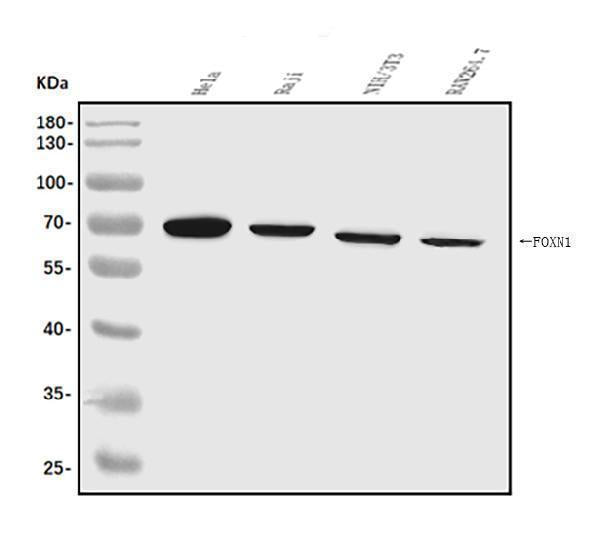 Anti-FOXN1 Antibody Picoband® Boster Bio