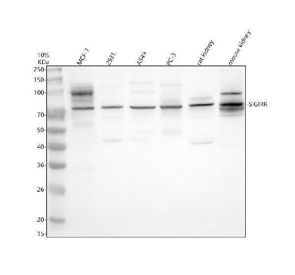 Anti-SIGIRR Antibody Picoband® Boster Bio