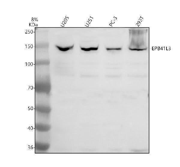 Anti-EPB41L3 Antibody Picoband® Boster Bio