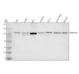 Anti-SMARCAL1 Antibody Picoband® Boster Bio