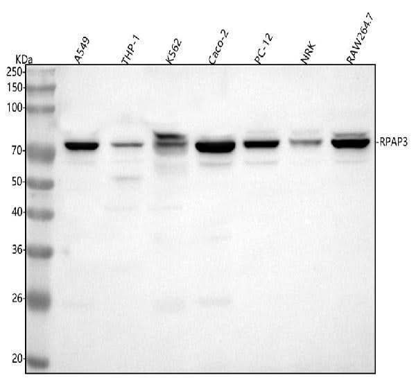 Anti-RPAP3 Antibody Picoband® Boster Bio