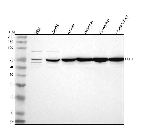 Anti-PCCA Antibody Picoband® Boster Bio