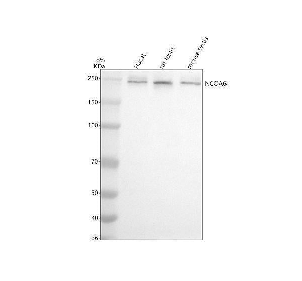 Anti-NCOA6 Antibody Picoband® Boster Bio