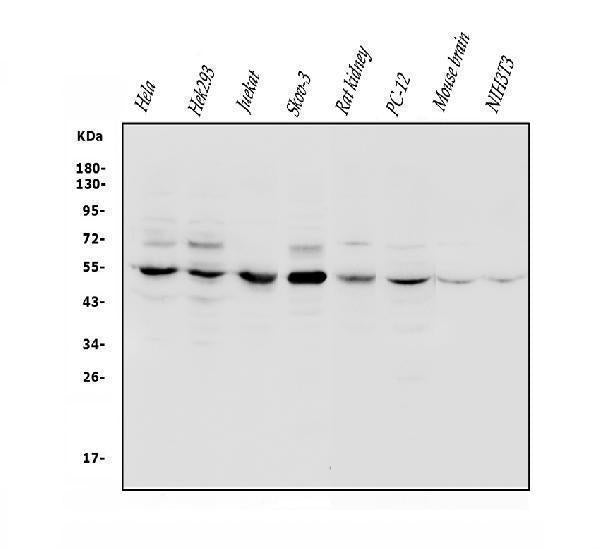 Anti-VPS4B/MIG1 Antibody Picoband® Boster Bio