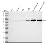 Anti-PEPD Antibody Picoband® Boster Bio