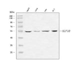 Anti-KLF10 Antibody Picoband® Boster Bio