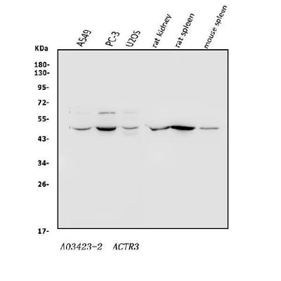 Anti-Arp3/ACTR3 Antibody Picoband® Boster Bio