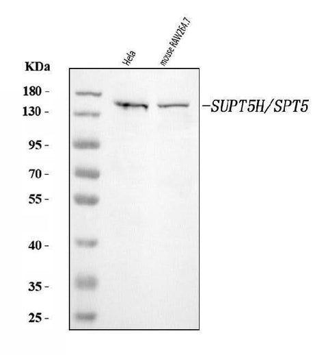 Anti-SPT5/SUPT5H Antibody Picoband® Boster Bio