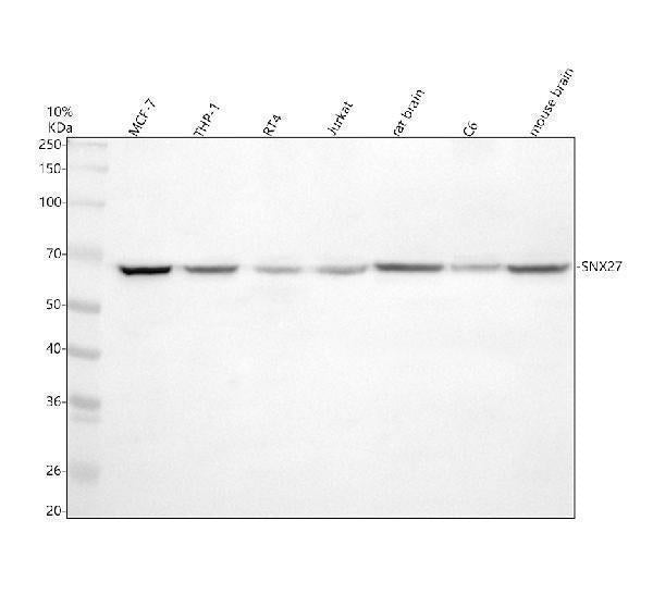 Anti-SNX27 Antibody Picoband® Boster Bio