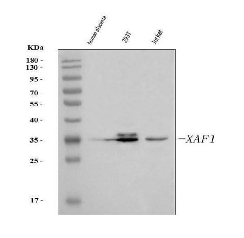 Anti-XAF1 Antibody Picoband® Boster Bio