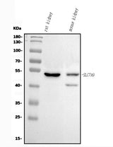 Anti-Slc7a9 Antibody Picoband® Boster Bio