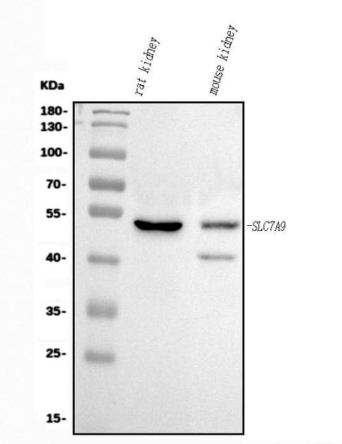 Anti-Slc7a9 Antibody Picoband® Boster Bio