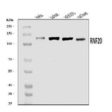 Anti-RNF20 Antibody Picoband® Boster Bio