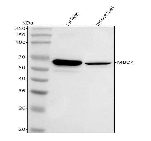 Anti-Mbd4 Antibody Picoband® Boster Bio