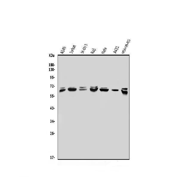 Anti-MBD4/MED1 Antibody Picoband® Boster Bio