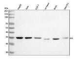 Anti-PIR Antibody Picoband® Boster Bio
