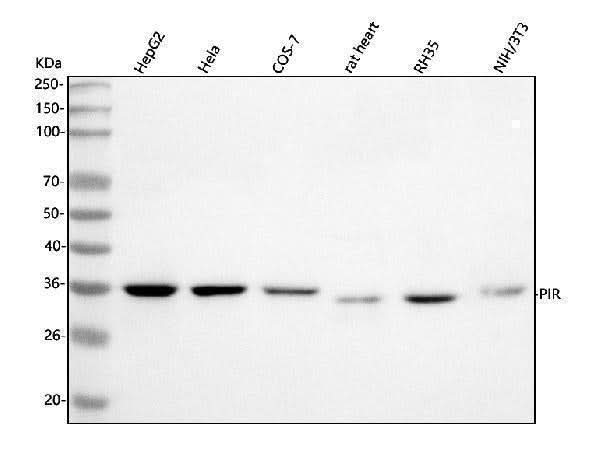 Anti-PIR Antibody Picoband® Boster Bio