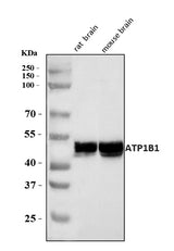 Anti-ATP1B1 Antibody Picoband® Boster Bio