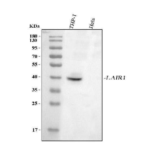 Anti-LAIR1 Antibody Picoband® Boster Bio