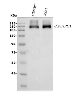Anti-APC1/ANAPC1 Antibody Picoband® Boster Bio