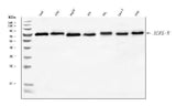Anti-AGPS Antibody Picoband® Boster Bio