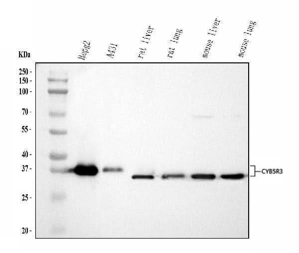 Anti-CYB5R3 Antibody Picoband® Boster Bio