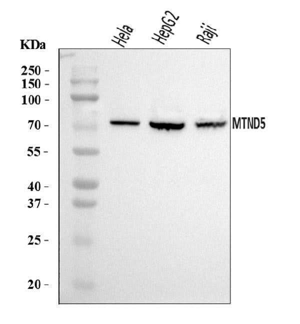 Anti-MT-ND5 Antibody Picoband® Boster Bio