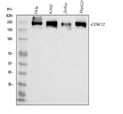 Anti-CDK12 Antibody Picoband® Boster Bio
