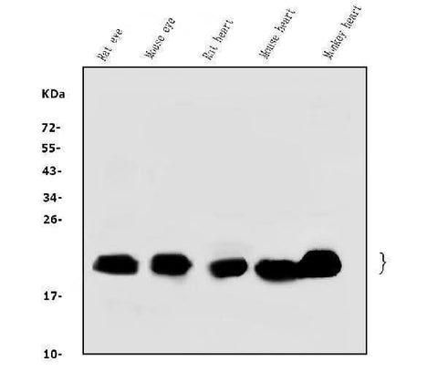 Anti-Alpha B Crystallin/CRYAB Antibody Picoband® Boster Bio