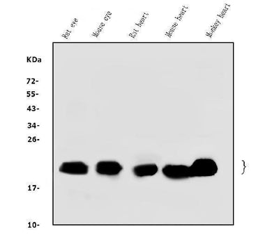 Anti-Alpha B Crystallin/CRYAB Antibody Picoband® Boster Bio