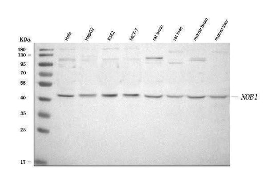 Anti-NOB1 Antibody Picoband® Boster Bio